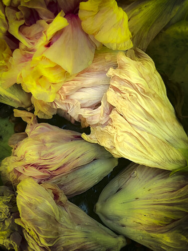 FV XLI by Alva Martin, Photography for Sale on Singulart