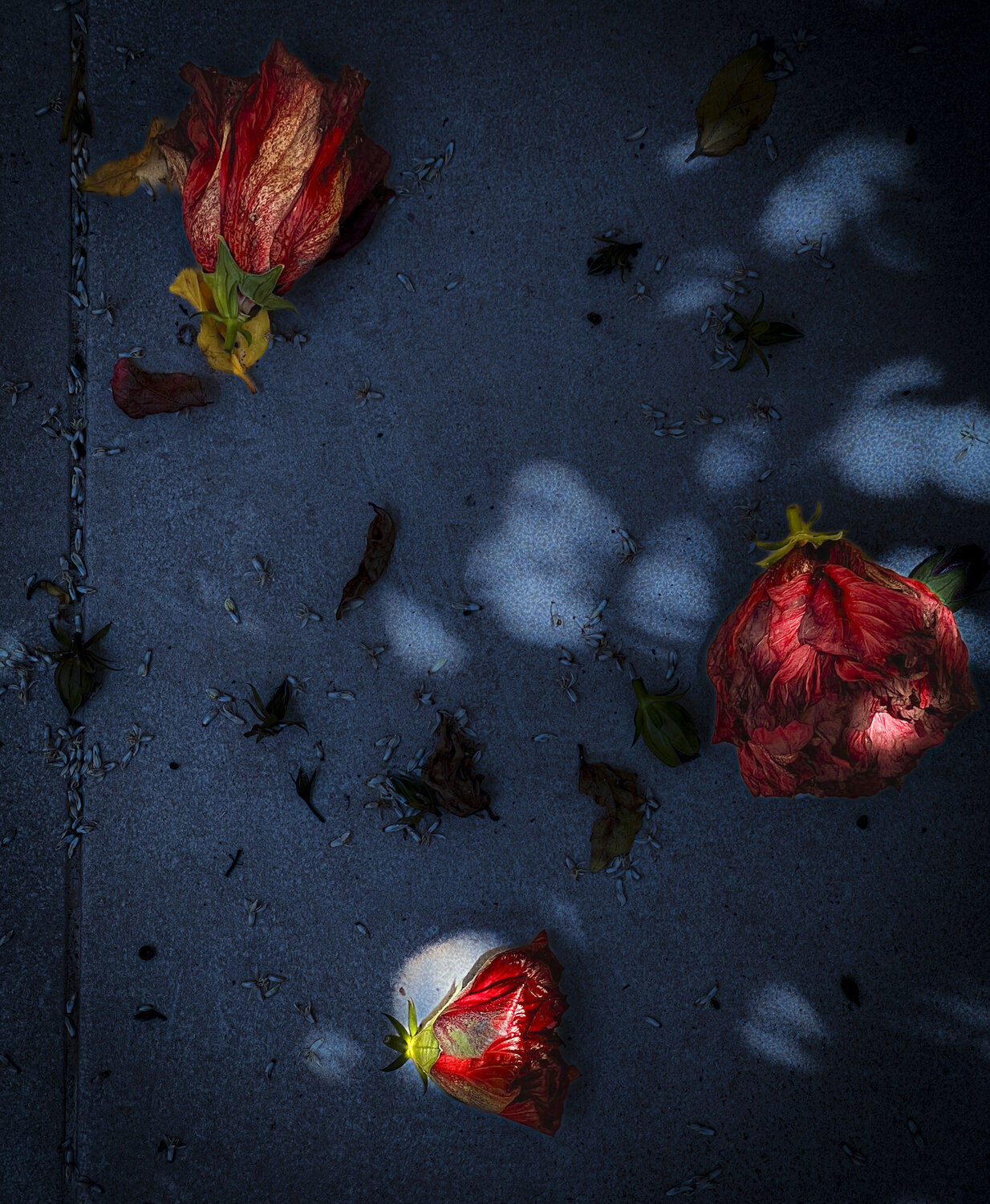 Luminescent Bloom Alva Martin Photographie à vendre