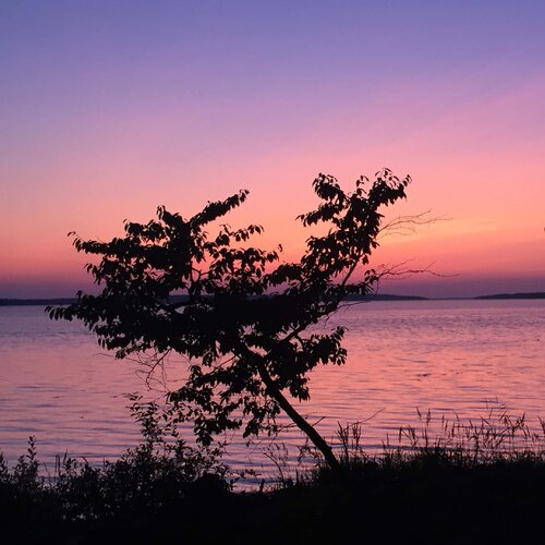 Surrounded by lilac Katri Pethman