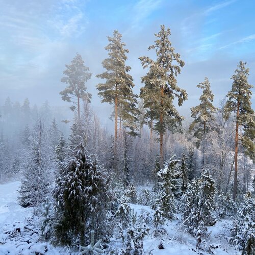 Yin and Yang Katri Pethman