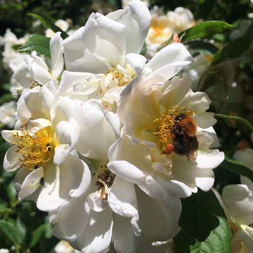 Honey rose van Katri Pethman, Fotografie te koop op Singulart