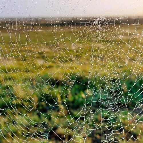 Transparency is strength von Katri Pethman, Fotografie kaufen auf Singulart