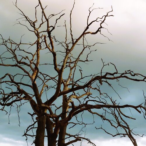 Calling for wisdom van Katri Pethman, Fotografie te koop op Singulart