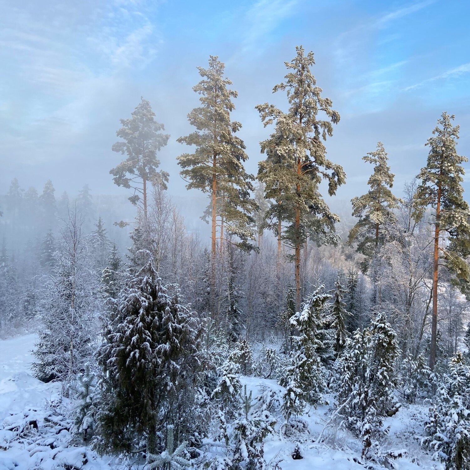 Yin and Yang Katri Pethman