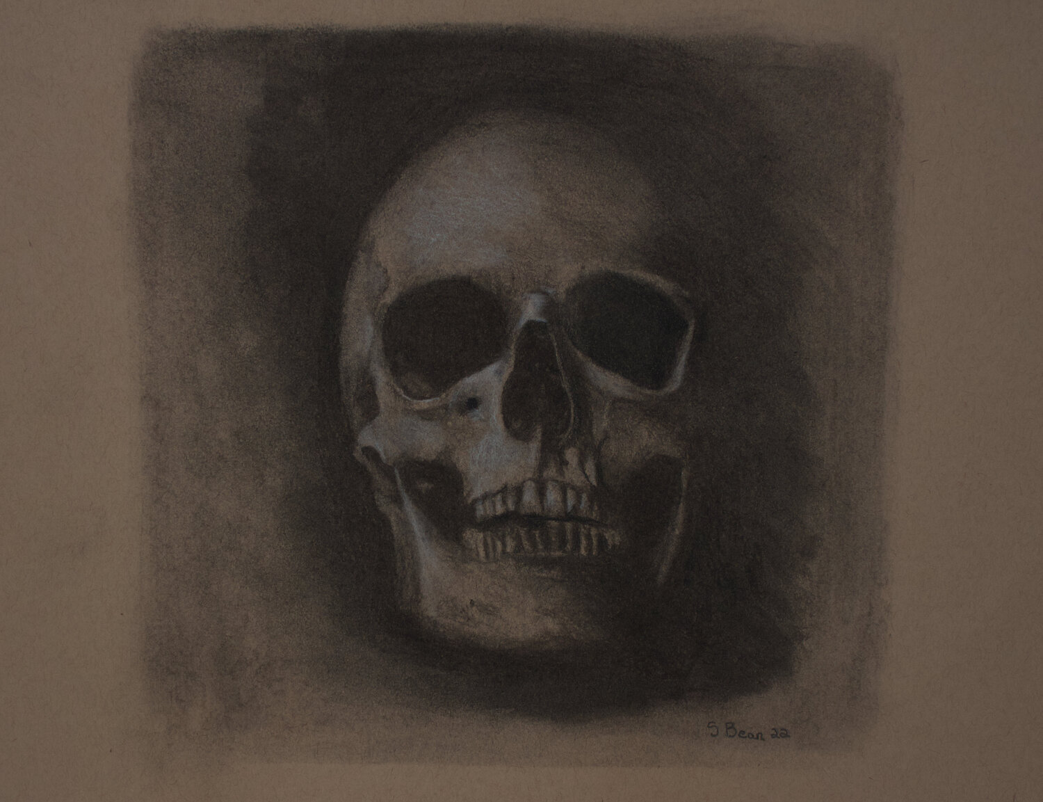 Skull in Charcoal Suzanne Bean