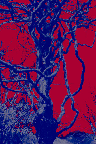 Tree form van Viacheslav Haidei, Fotografie te koop op Singulart