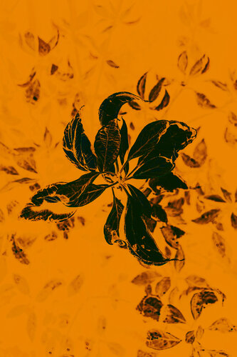 Dancing leaves by Viacheslav Haidei, 사진 for Sale on Singulart