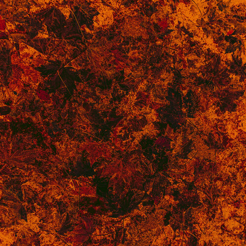 Fallen leaves by Viacheslav Haidei, 사진 for Sale on Singulart