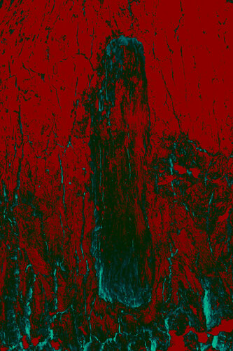 Trunk by Viacheslav Haidei, Photography for Sale on Singulart
