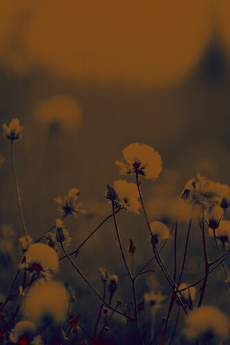 Morning flowers by Viacheslav Haidei, 사진 for Sale on Singulart