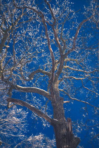 Tree against the sky von Viacheslav Haidei, Fotografie kaufen auf Singulart