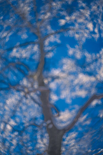 Dreamy tree de Viacheslav Haidei, Fotografía a la venta en Singulart