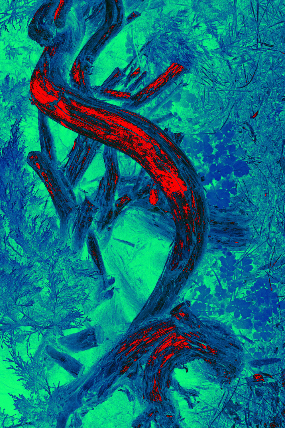 Roots Viacheslav Haidei