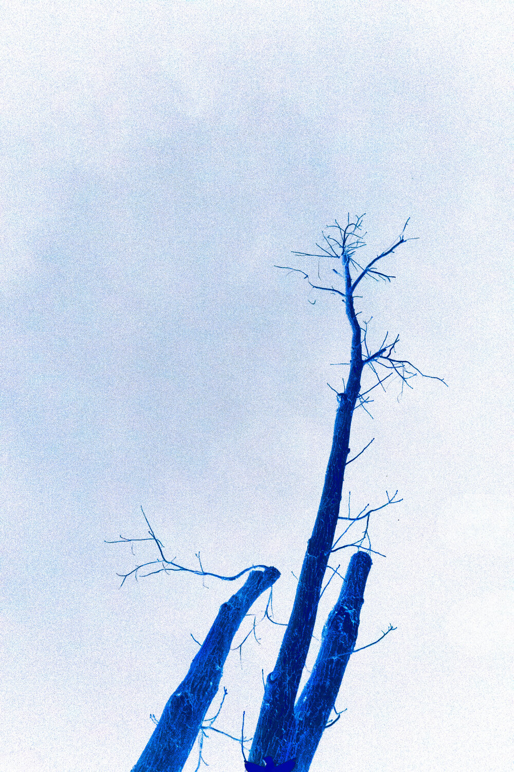 Tree in the sky Viacheslav Haidei