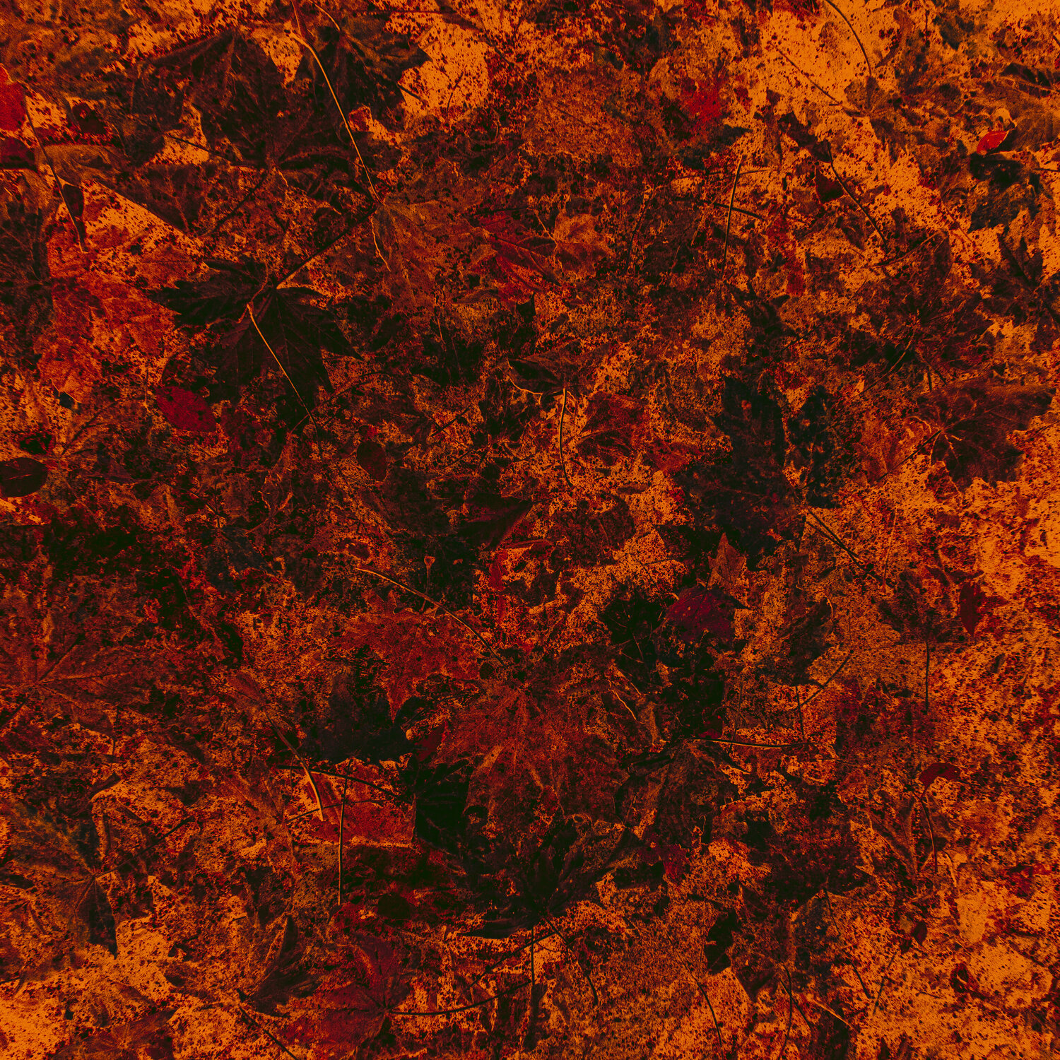 Fallen leaves Viacheslav Haidei