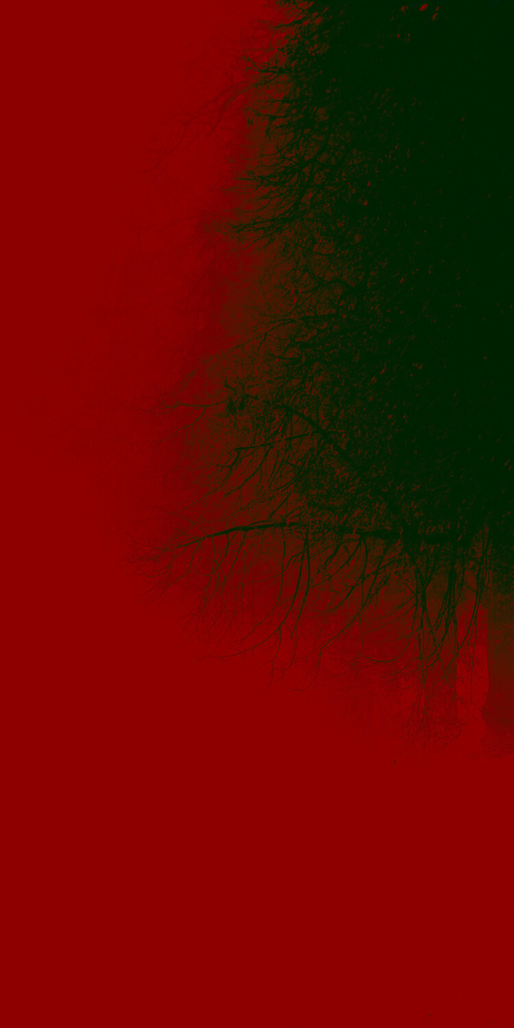 Tree in fog Viacheslav Haidei