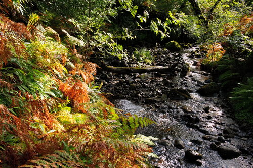 Verdant Stream, Erriff, Aillebaun, Ireland von James Rae, Fotografie kaufen auf Singulart