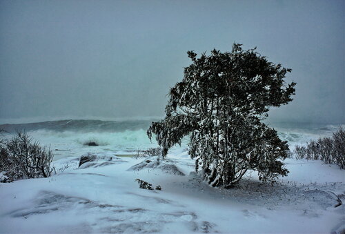 Tree in Nor' Easter - Gloucester James Rae
