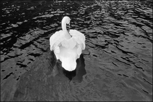 Swan - Inverness, Scotland de James Rae, Fotografía a la venta en Singulart