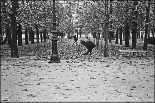 Man with Crow di James Rae, Fotografia in vendita su Singulart