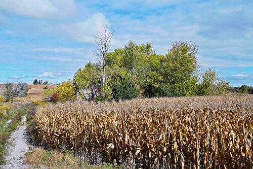 Overgrown Farmhouse, 11th Line, Cookstown, Ontario 2025-11-12 James Rae