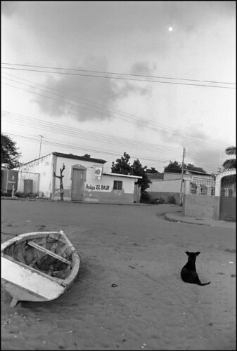 Dog Looking at the Moon di James Rae, Fotografia in vendita su Singulart