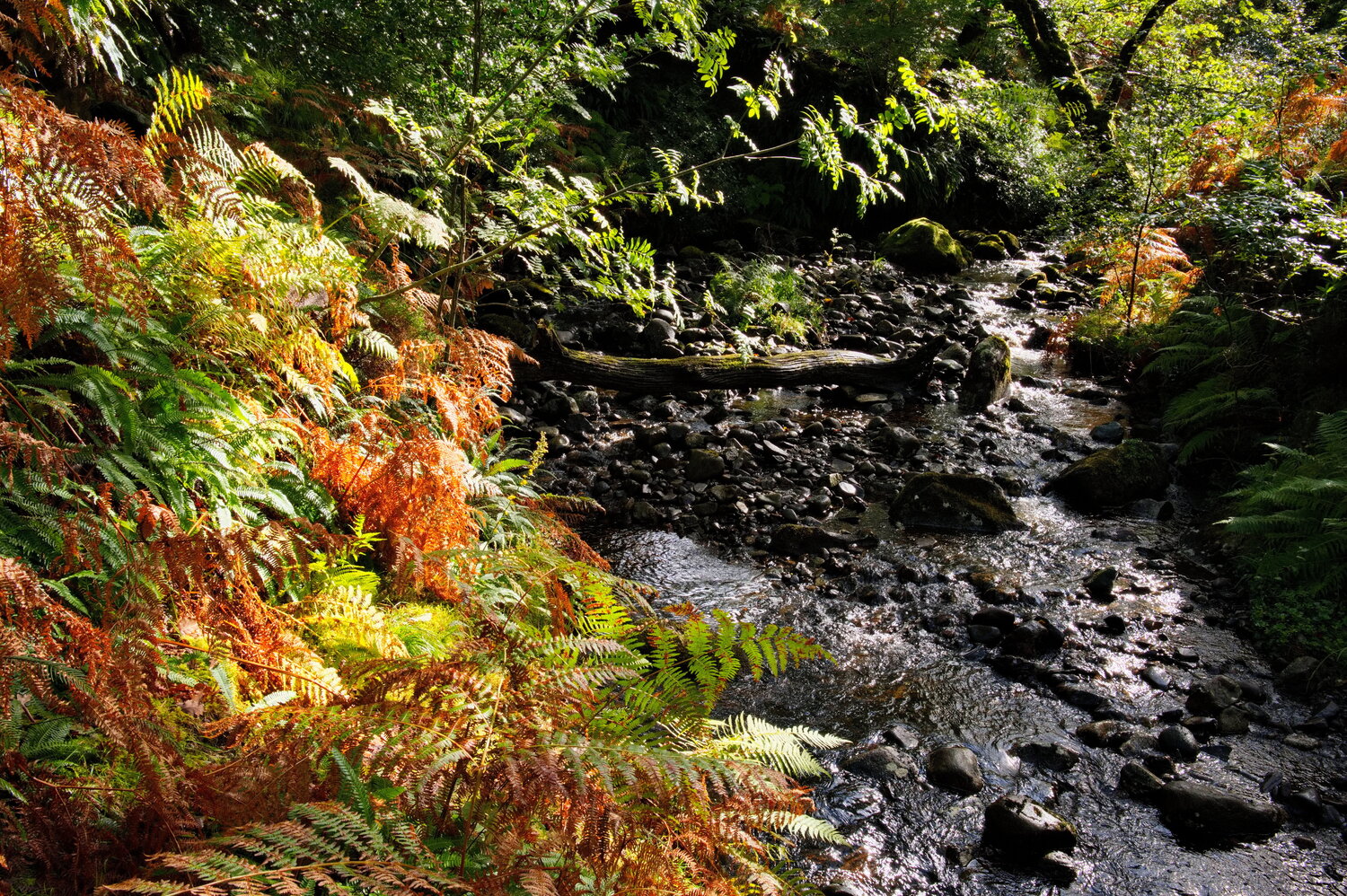 Verdant Stream, Erriff, Aillebaun, Ireland James Rae