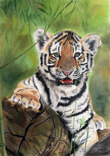 Junger verspielter Tiger by Stefanie Angelkorte, Work on Paper for Sale on Singulart