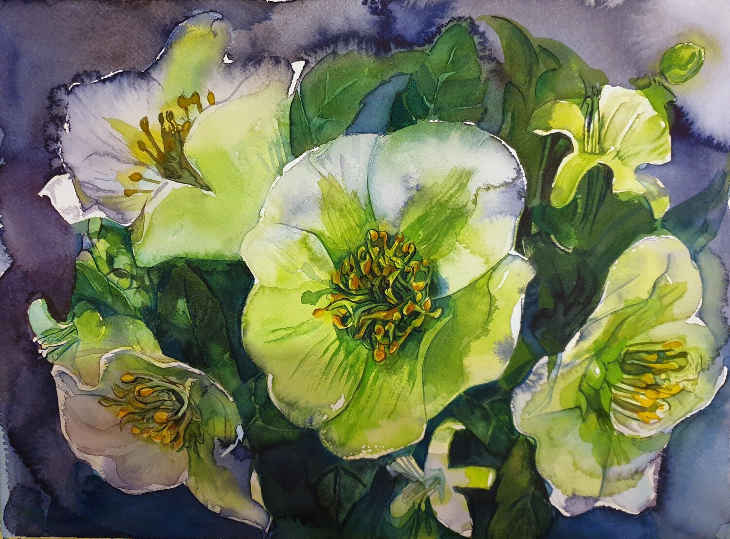 Christmas Rose Olga Brink