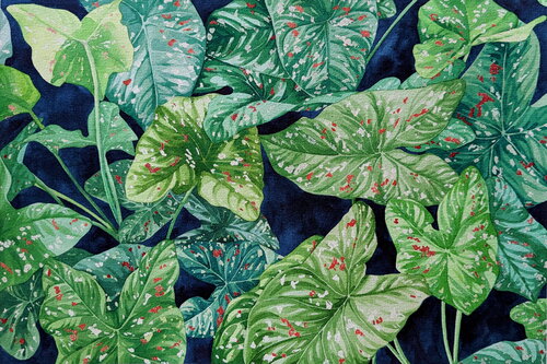 Caladium by Charlène Chagnard, Painting for Sale on Singulart