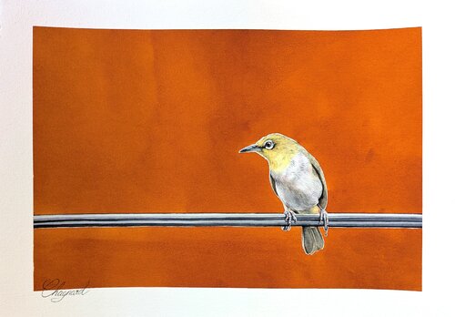 Zostérops von Charlène Chagnard, Malerei kaufen auf Singulart