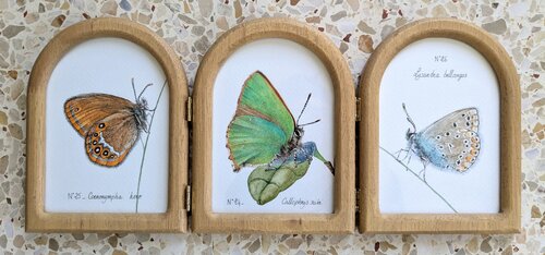 Trio de papillons de nos campagnes, N°25_Coenonymphea hero, N°24_Callophrys rubi et N°26_Lysandra bellargus von Charlène Chagnard, Malerei kaufen auf Singulart