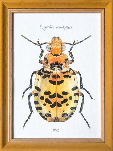 N°29_Eurycoleus poecilopterus di Charlène Chagnard, Pittura in vendita su Singulart