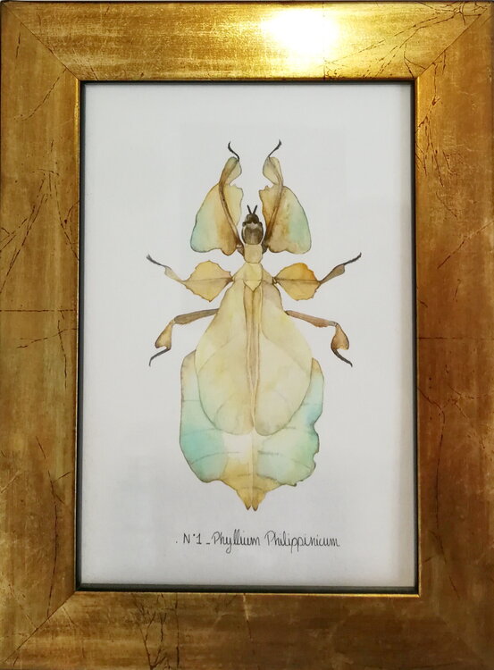 N°1_Phyllium pilippinicum Charlène Chagnard
