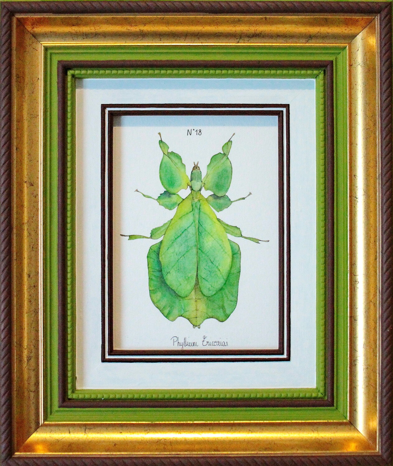 N°18_Phyllium ericoriai Charlène Chagnard