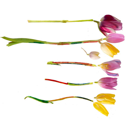 RE-flower 32 (no. 20) de Jan Skovgård, Fotografía a la venta en Singulart