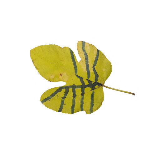 RE-flower 42 (no. 7) van Jan Skovgård, Digitaal te koop op Singulart