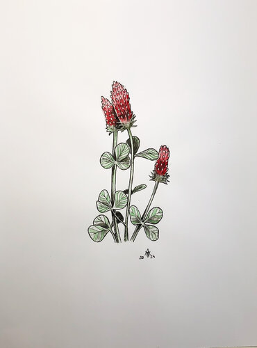 Inkarnat-Klee par Armin Maier, Peinture en vente sur Singulart