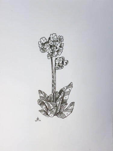 Echte Schlüsselblume par Armin Maier, Peinture en vente sur Singulart