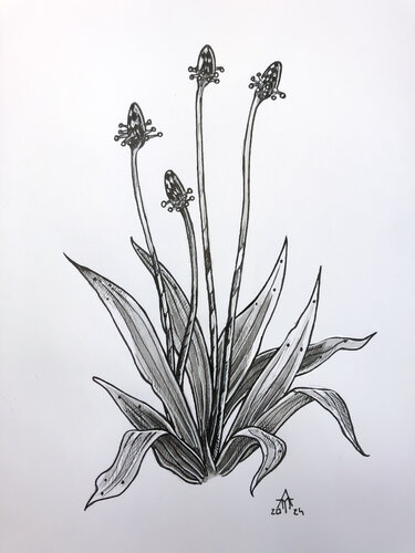 Spitzwegerich by Armin Maier, 회화 for Sale on Singulart