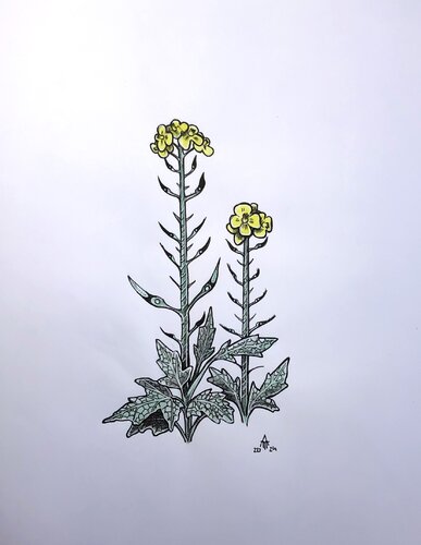 Blume Acker-Senf von Armin Maier, Malerei kaufen auf Singulart