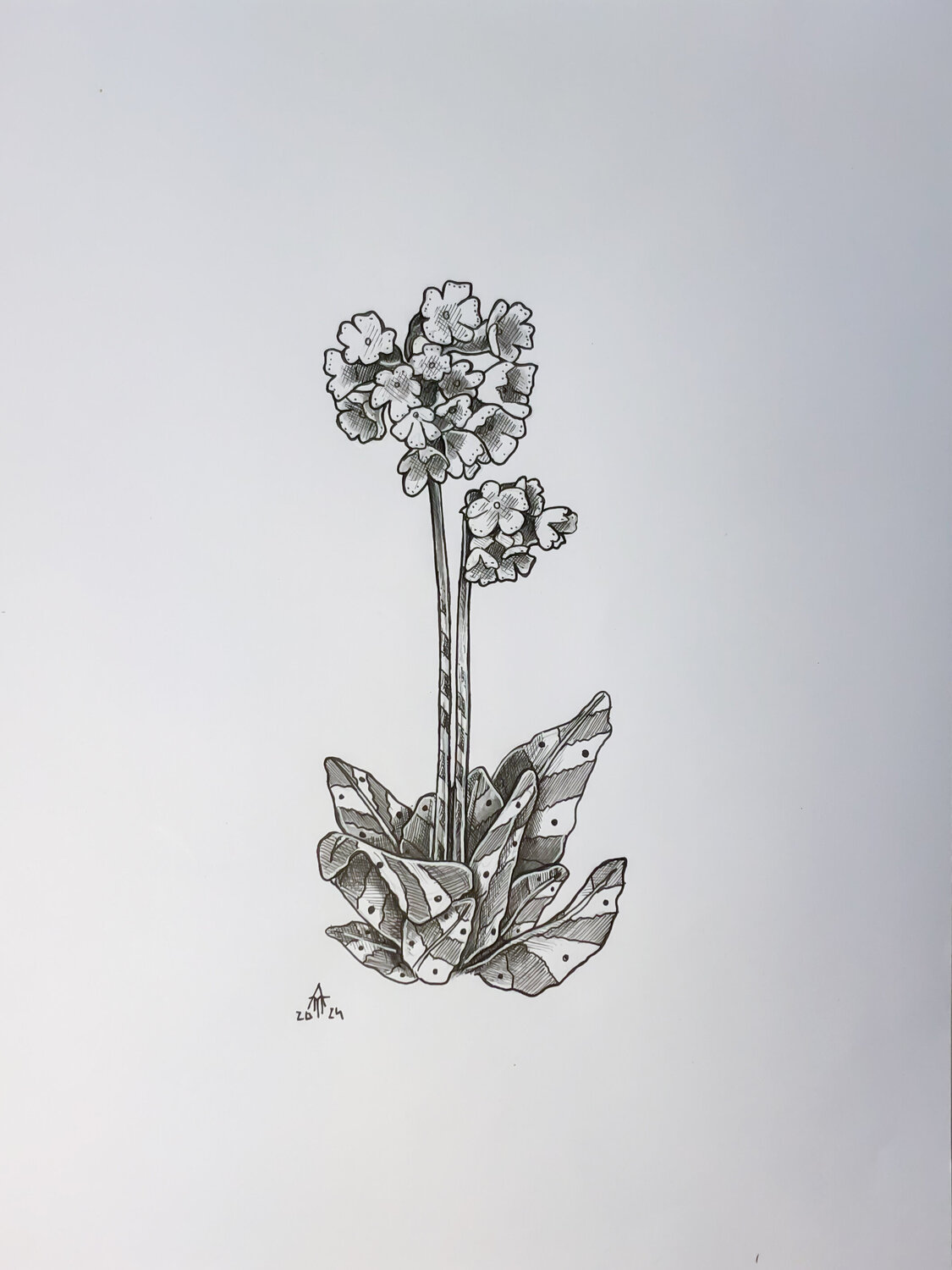 Echte Schlüsselblume Armin Maier