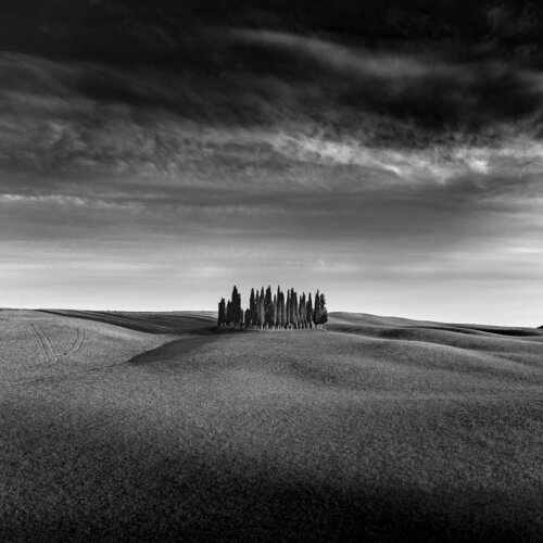 Cipressi di San Quirico D'Orcia "A1" von Giampaolo Antoni, Fotografie kaufen auf Singulart