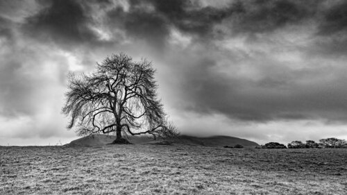Albero solitario "V3" von Giampaolo Antoni, Fotografie kaufen auf Singulart