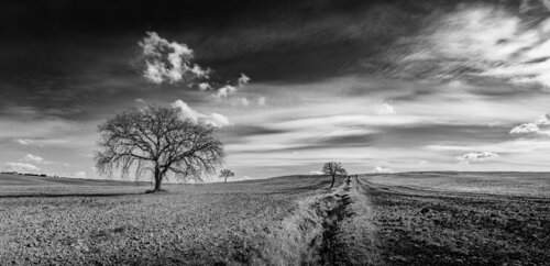 Albero solitario "C2" von Giampaolo Antoni, Fotografie kaufen auf Singulart