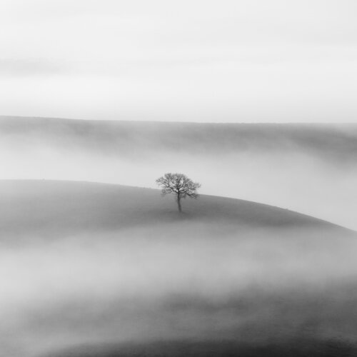 Albero solitario "Y1" von Giampaolo Antoni, Fotografie kaufen auf Singulart