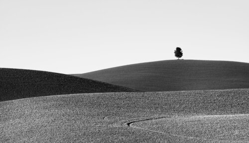 Albero solitario "N" von Giampaolo Antoni, Fotografie kaufen auf Singulart