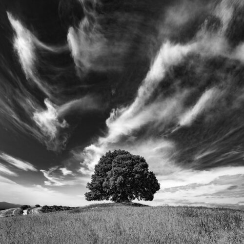 Albero solitario "V" von Giampaolo Antoni, Fotografie kaufen auf Singulart