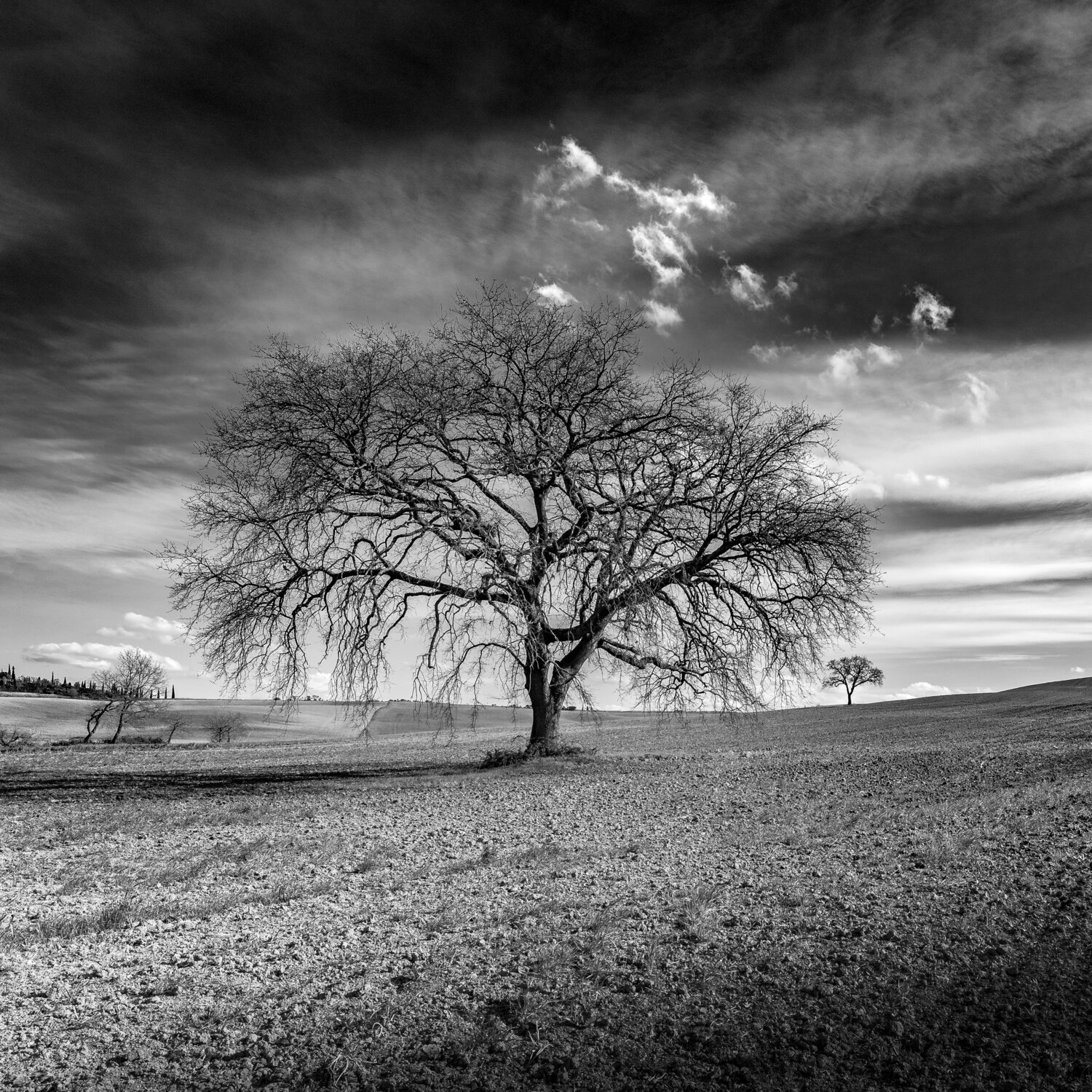 Albero solitario C1 Giampaolo Antoni
