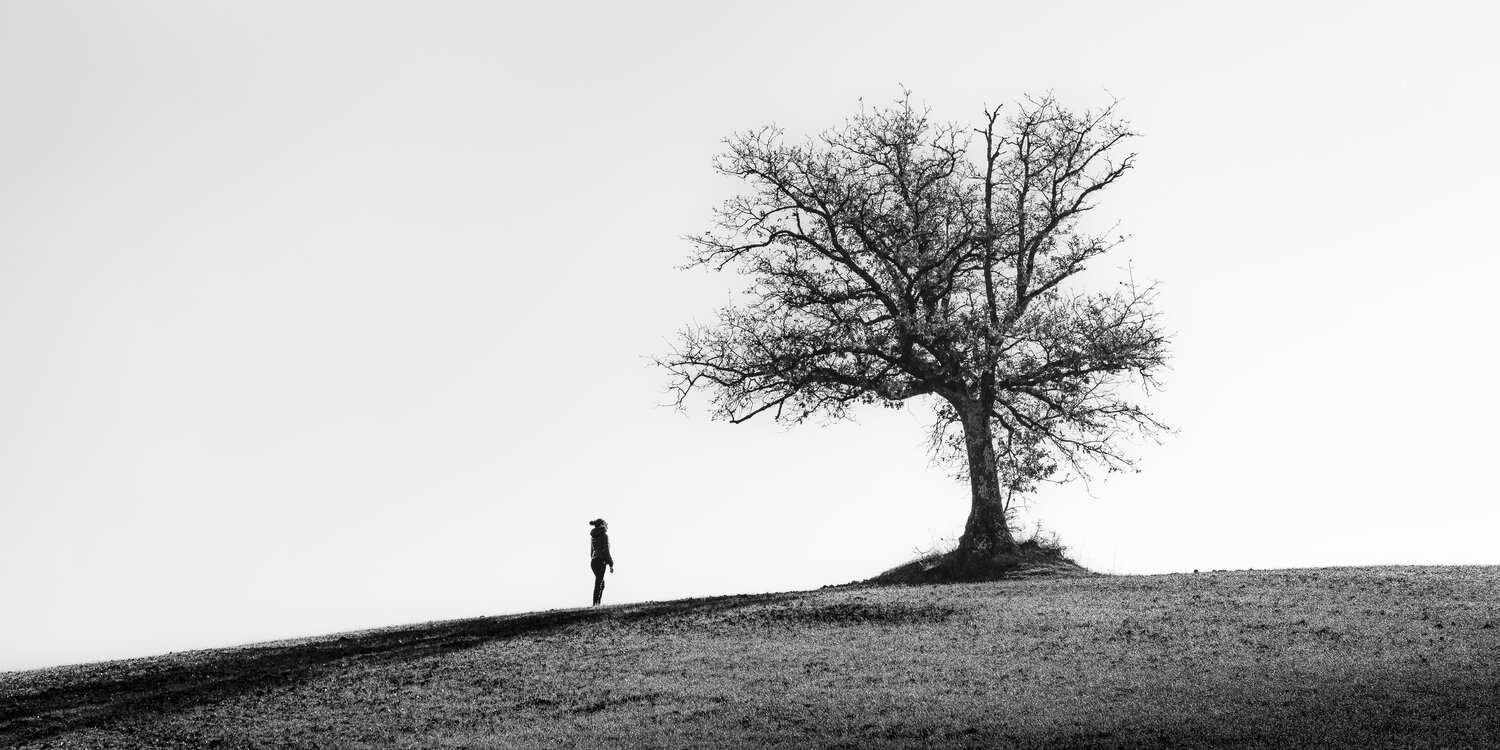 Albero Solitario "F" Giampaolo Antoni Fotografie zu verkaufen